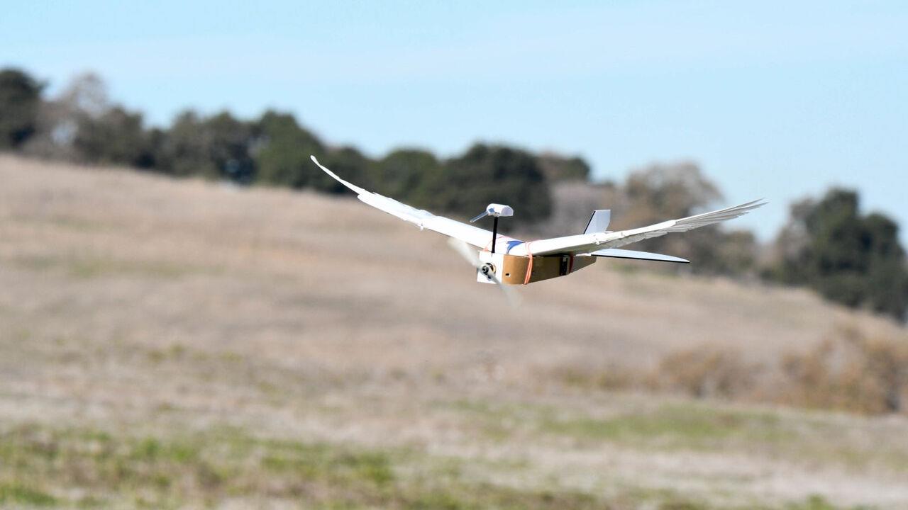 روباتی که با پرهای واقعی پرواز می کند