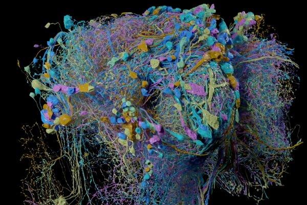 نقشه سه بعدی گوگل از ارتباطات مغزی مگس میوه