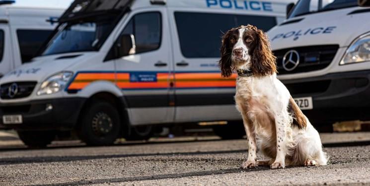 استفاده پلیس انگلیس از سگ  در نبرد با جرایم سایبری